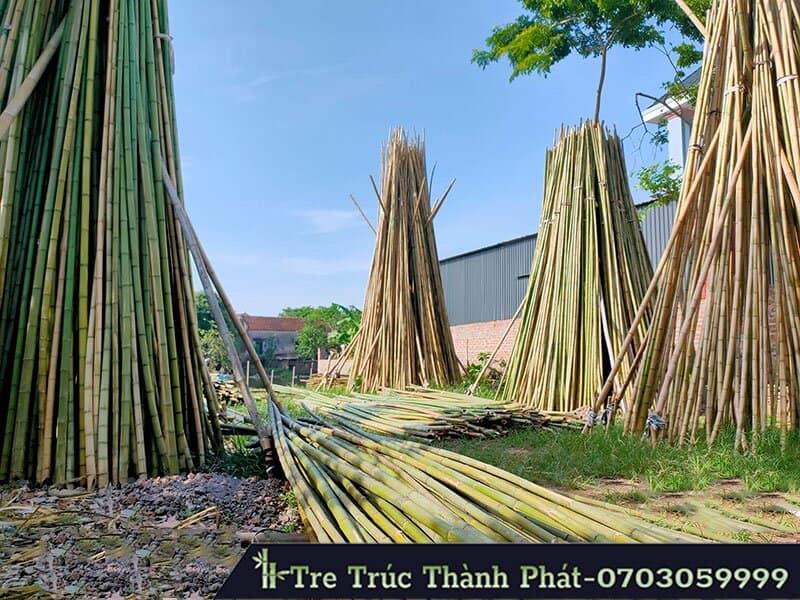 đặc tính của cây tre