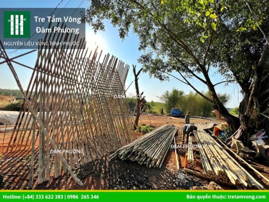 Cây tre tầm vông Bình Phước giá bao nhiêu