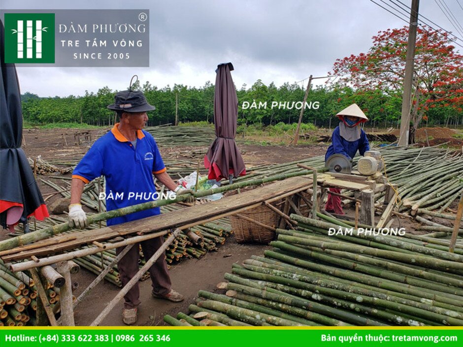 cây tre tầm vông